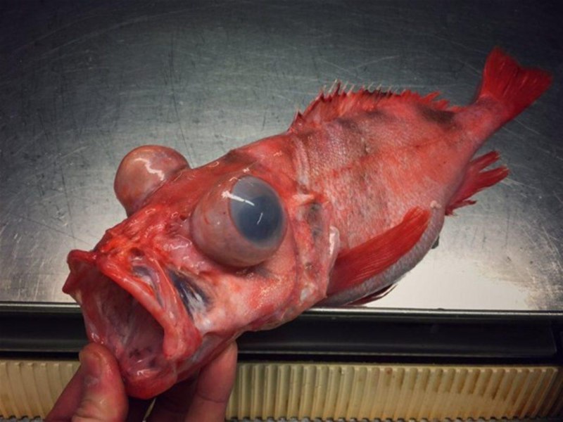 Морской окунь страшный