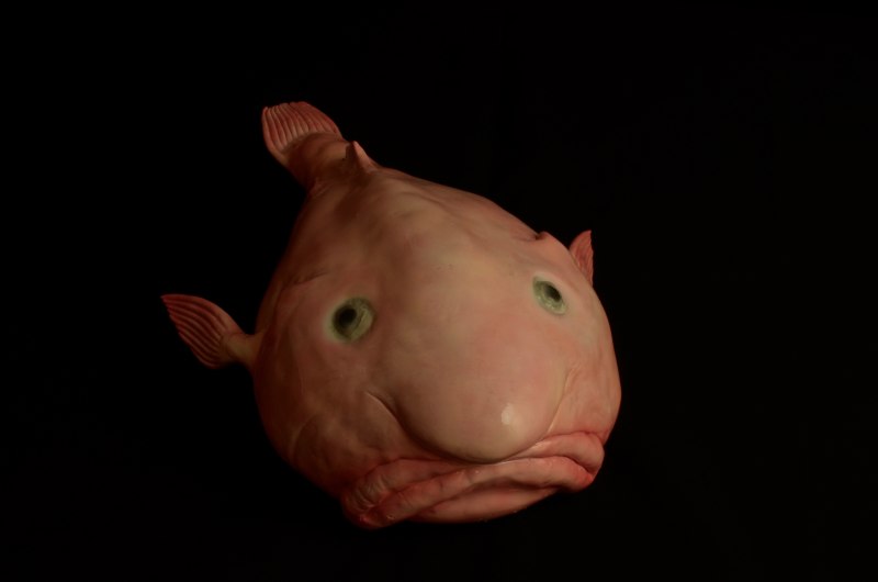 Смешные рыбы