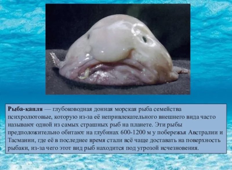 Морские животные описание