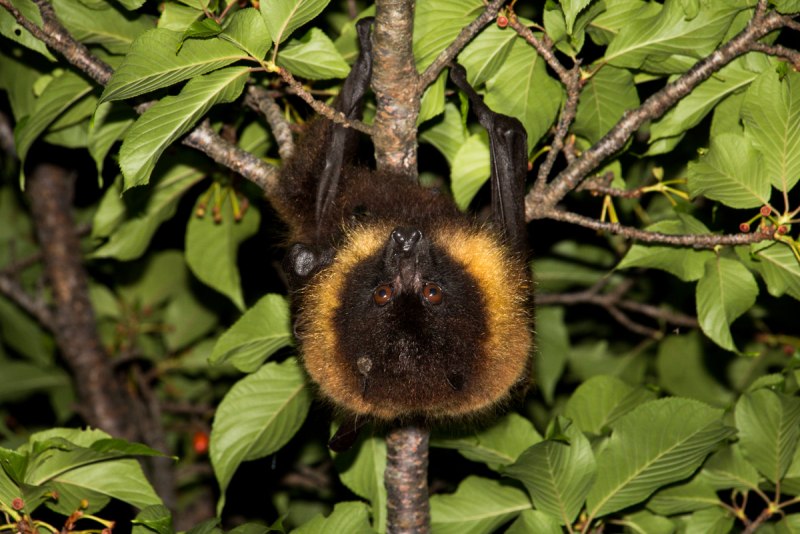 Pteropus dasymallus inopinatus