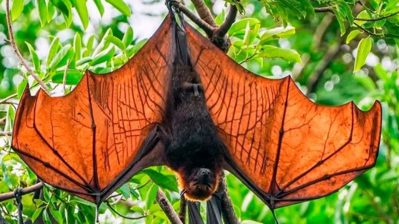Golden crowned Flying Fox