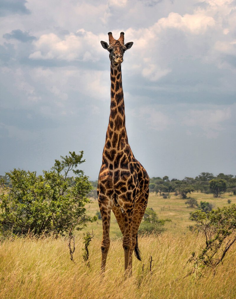 Ангольский Жираф (Giraffa camelopardalis angolensis)