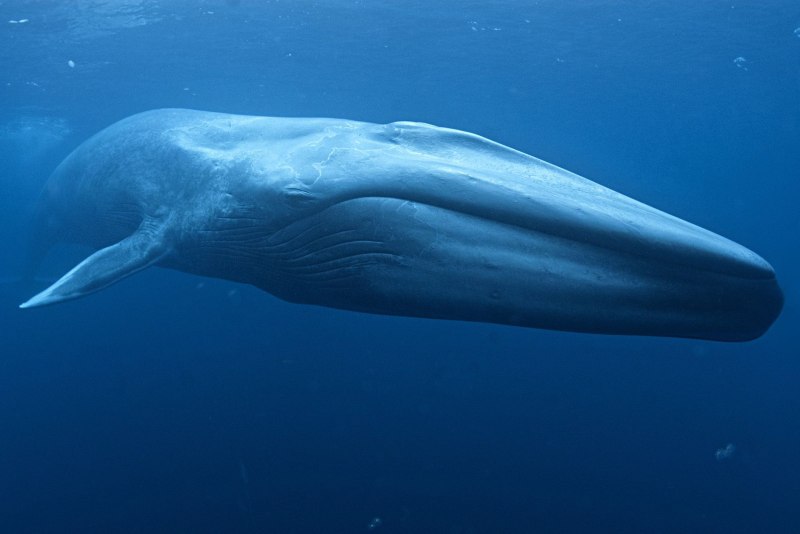Голубой кит Balaenoptera musculus