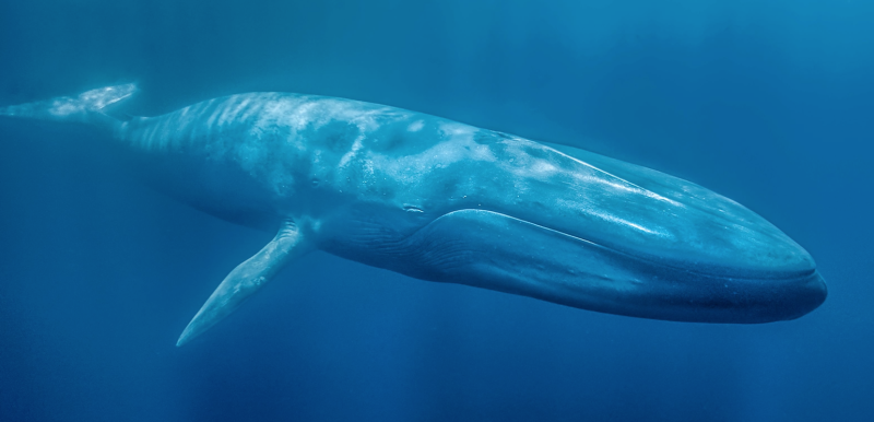 Голубой кит Balaenoptera musculus