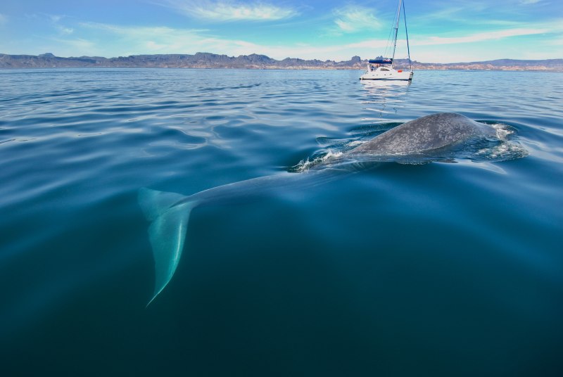 Голубой кит Balaenoptera musculus