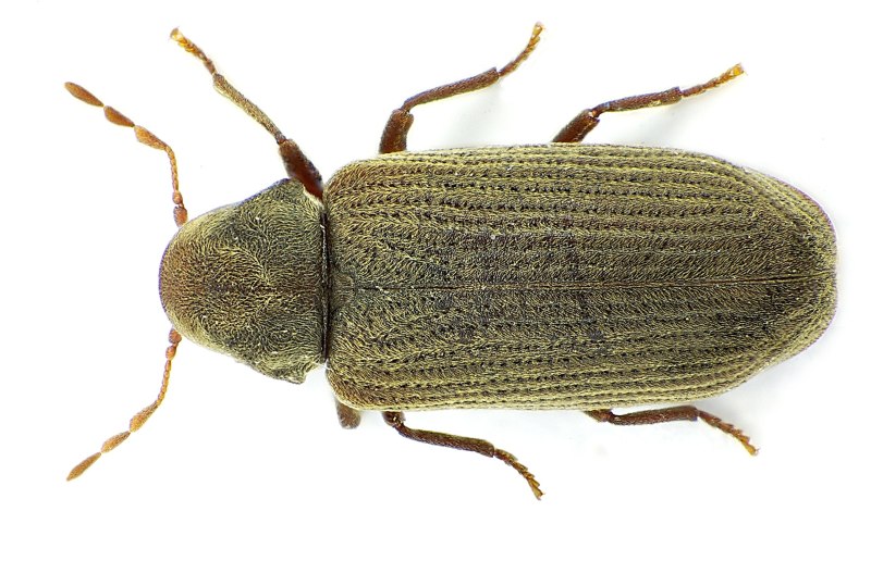 Мебельный Точильщик (Anobium punctatum)