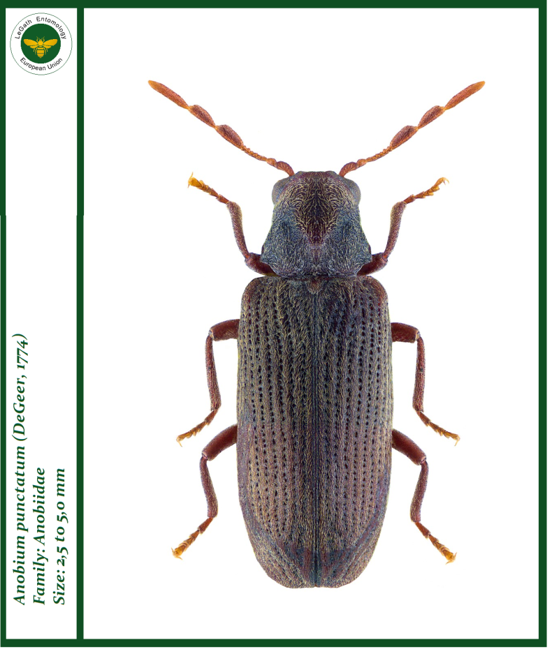 Питание пармаловчилари - Anobium Pertinax (Linnaeus,1758)