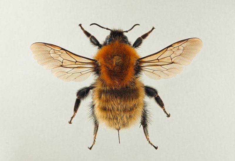 Шмель Моховой – Bombus muscorum (Fabricius, 1775).