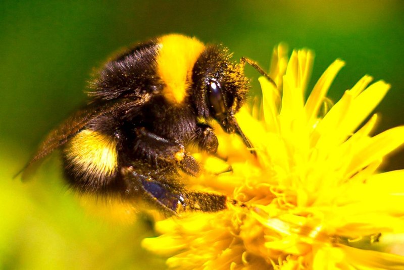 Шмель Моховой – Bombus muscorum
