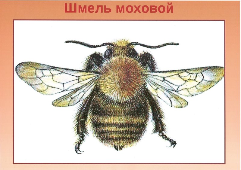 Шмель Моховой красная книга