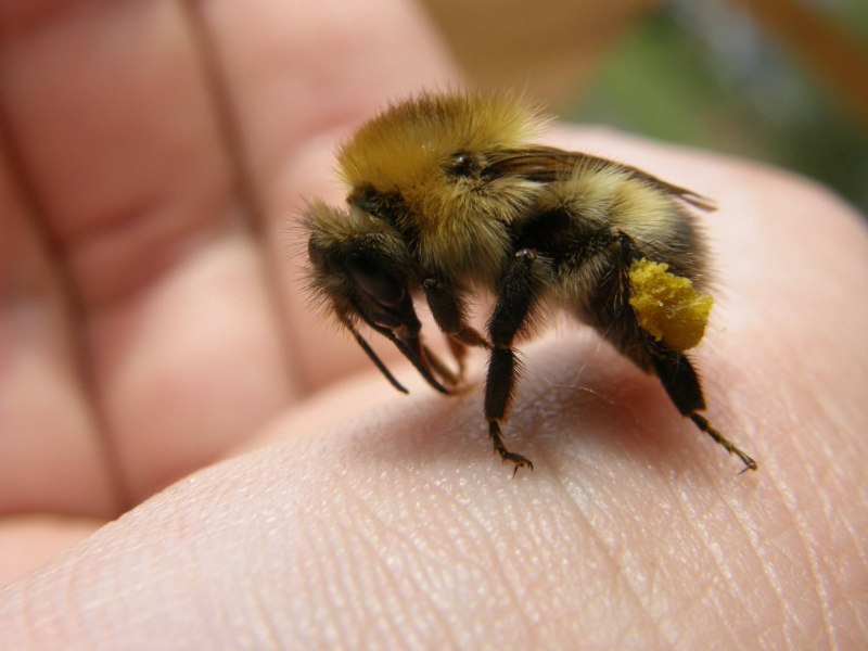 Шмель модестус — Bombus Modestus