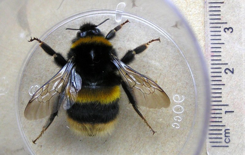 Bombus terrestris матка
