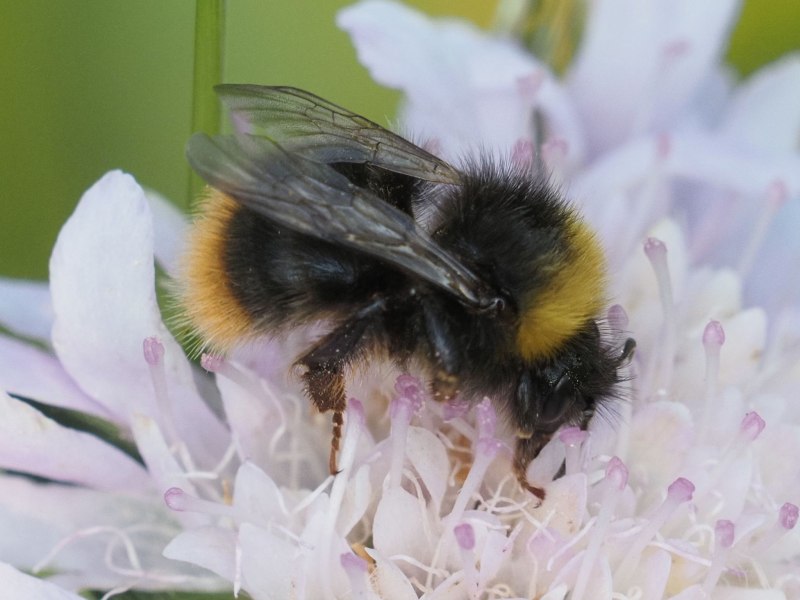 Шмель редчайший Bombus Unicus