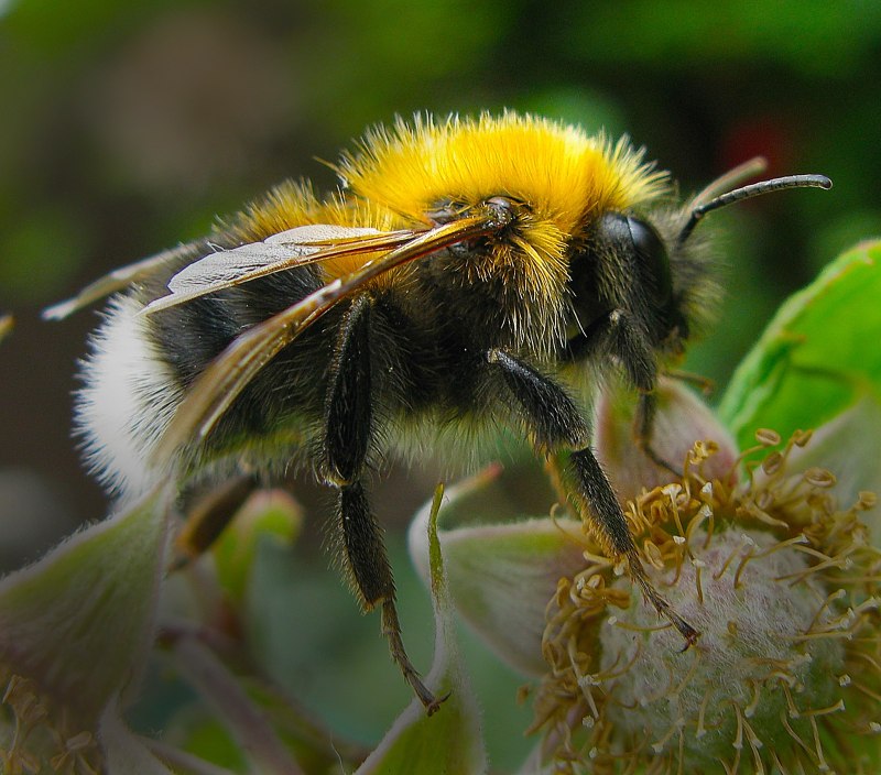 Шмель Шренка – Bombus schrencki