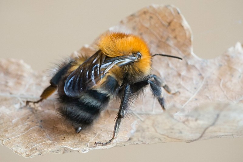 Шмель Шренка – Bombus schrencki