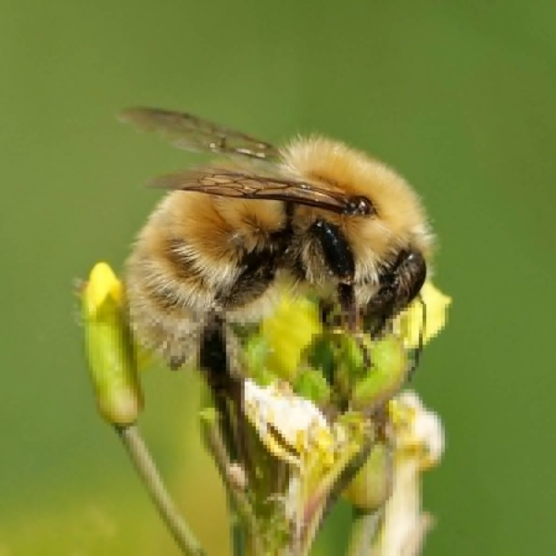 Шмель Моховой Bombus