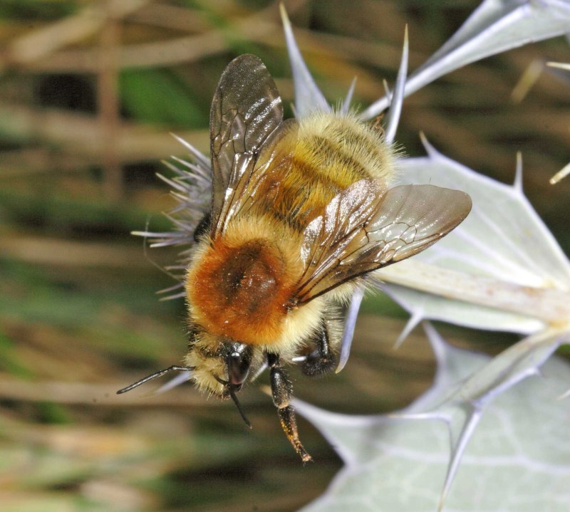 Bombus Bombus Шмель