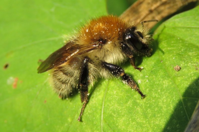 Bombus solstitialis