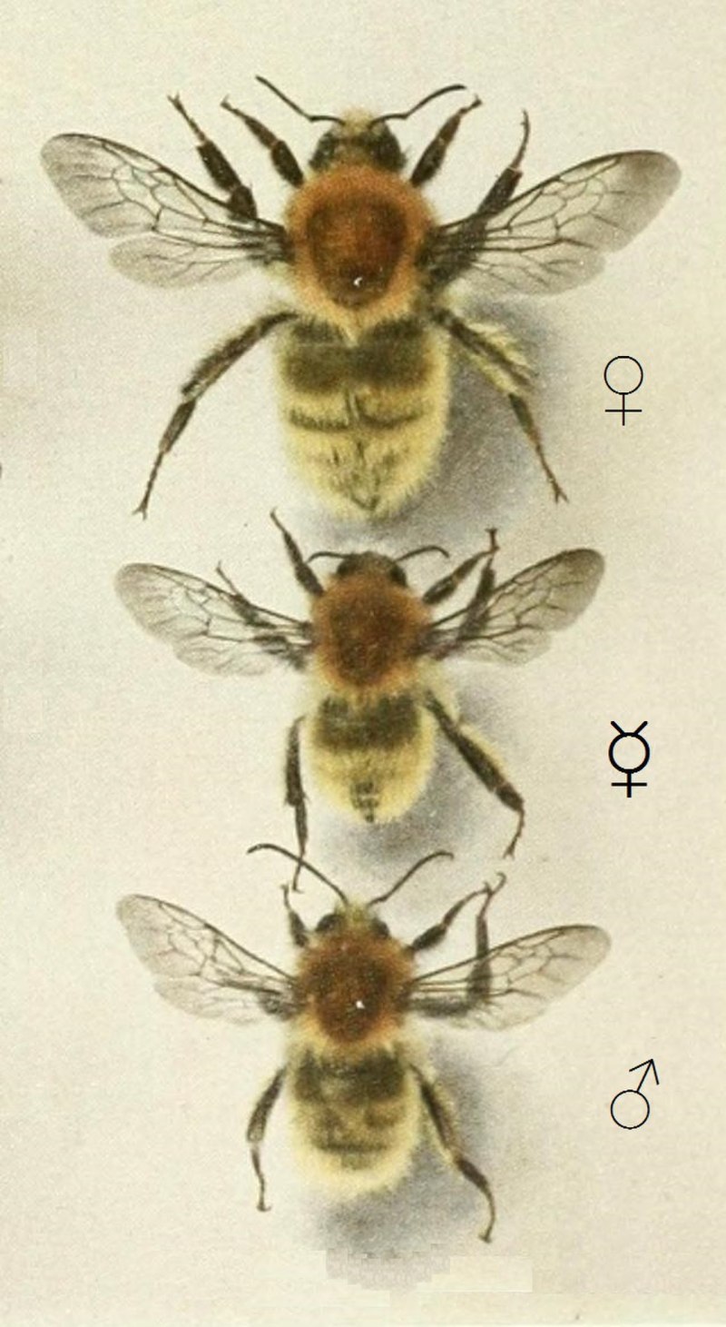 Bombus muscorum Linnaeus, 1758