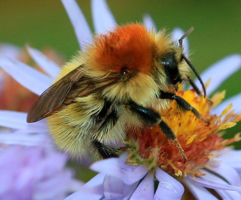 Bombus fervidus