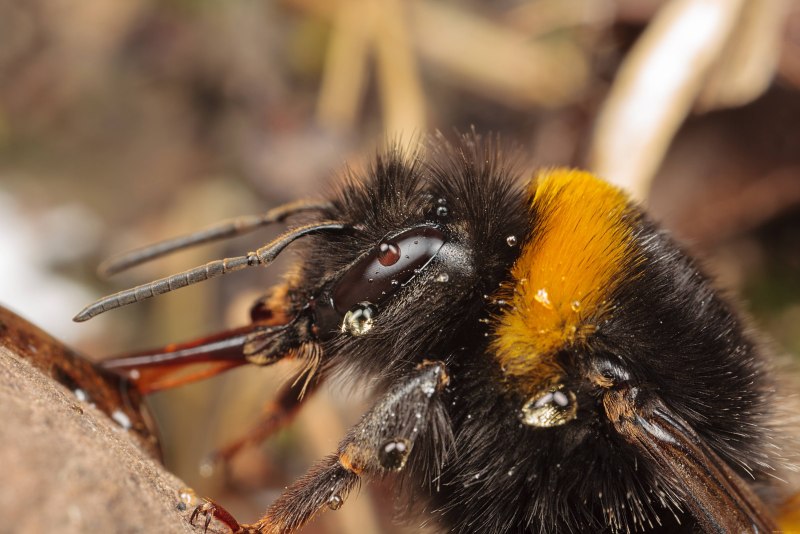 Шмель Моховой – Bombus muscorum (Fabricius, 1775).