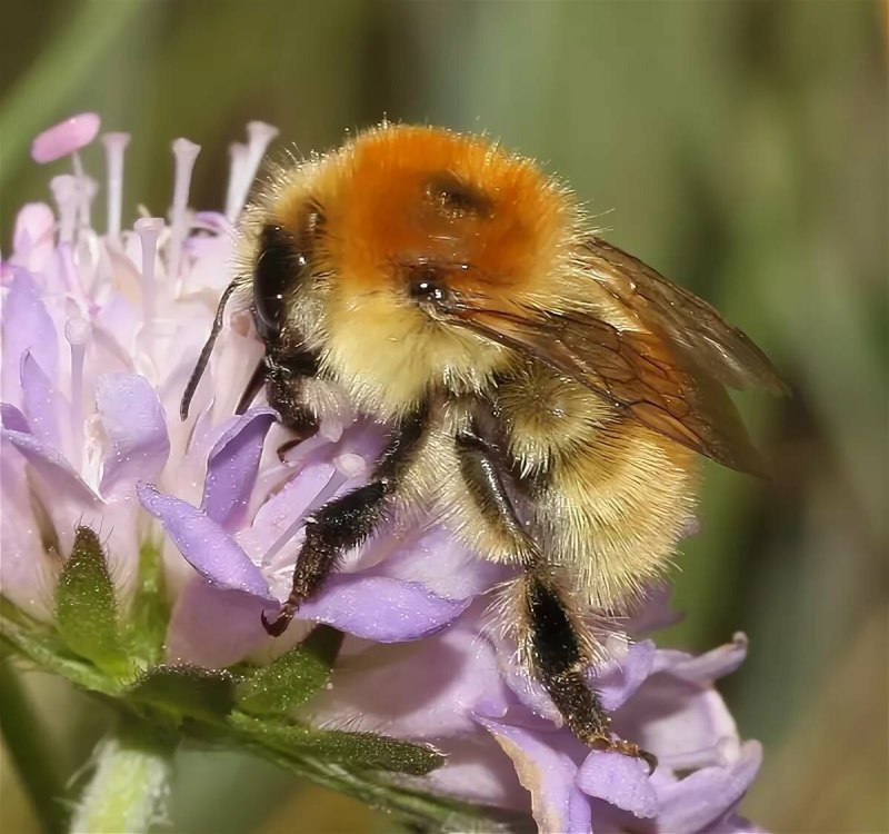 Шмель Моховой – Bombus muscorum (Fabricius, 1775).