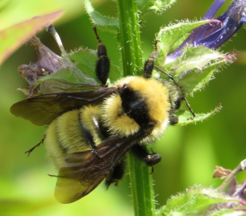 Шмель Bombus arisi
