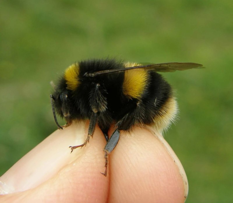 Шмель Земляной Bombus terrestris