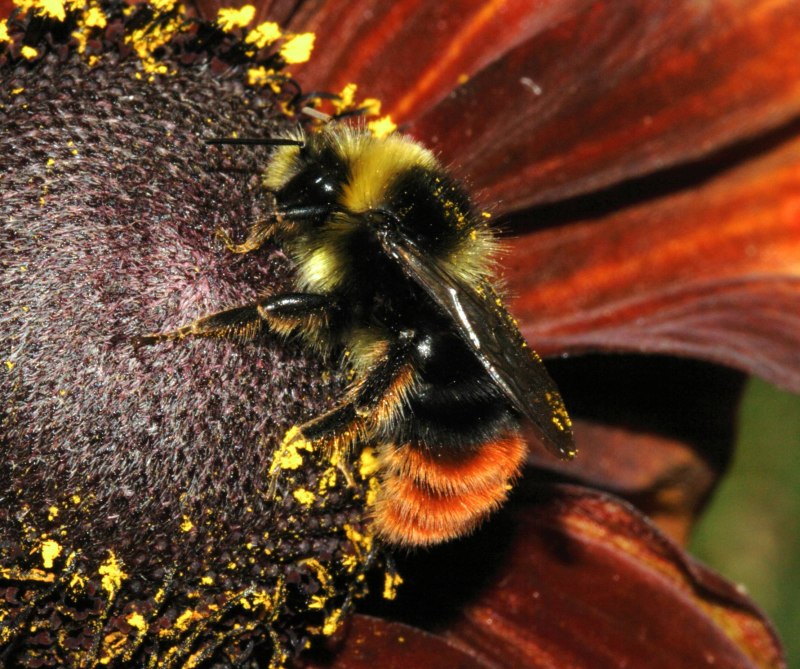 Bombus lapidarius