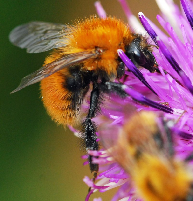 Шмель Моховой – Bombus muscorum (Fabricius, 1775).