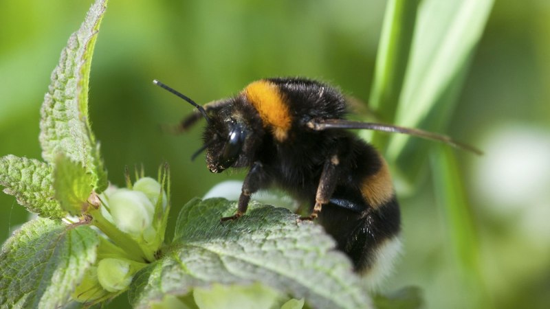 Шмель Моховой – Bombus muscorum (Fabricius, 1775).