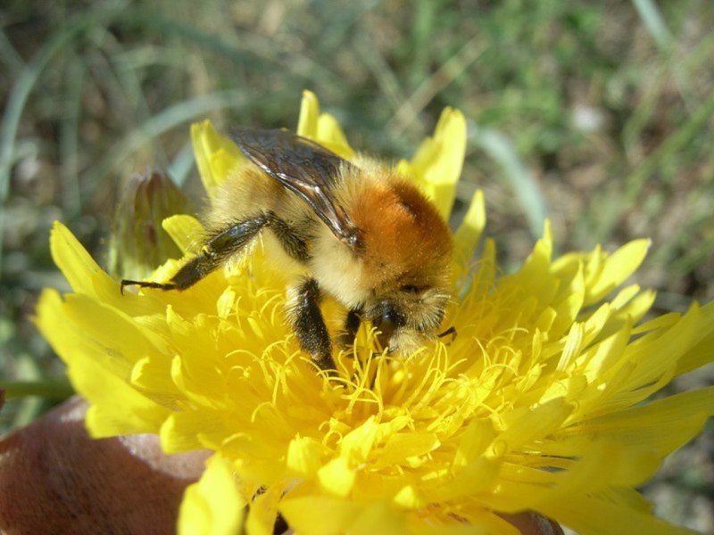 Шмель Моховой – Bombus muscorum (Fabricius, 1775).