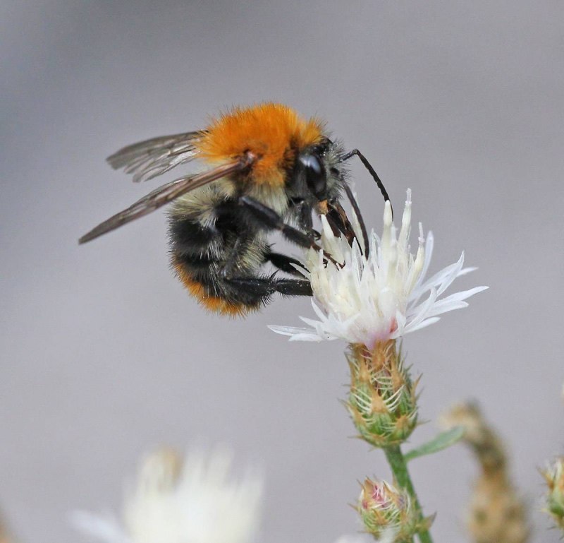 Bombus Bombus Шмель