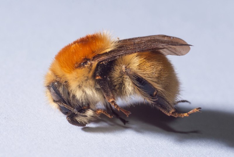 Шмель Моховой – Bombus muscorum (Fabricius, 1775).
