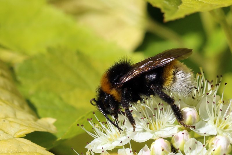 Шмель конфузус — Bombus confusus