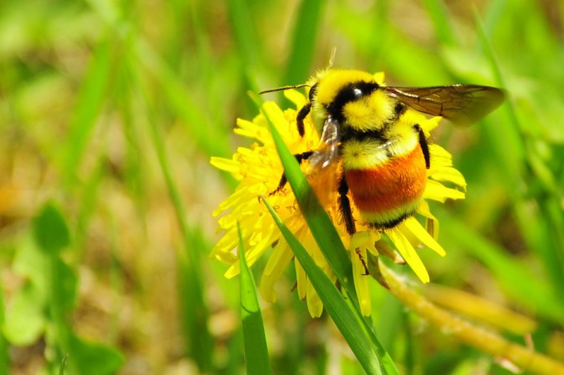 Шмель пластинчатозубый Bombus serrisquama