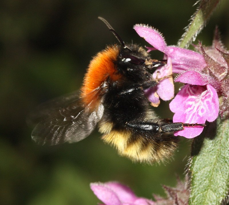 Шмель Моховой – Bombus muscorum