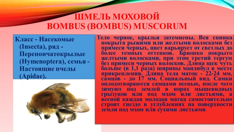Шмель Моховой красная книга Крыма