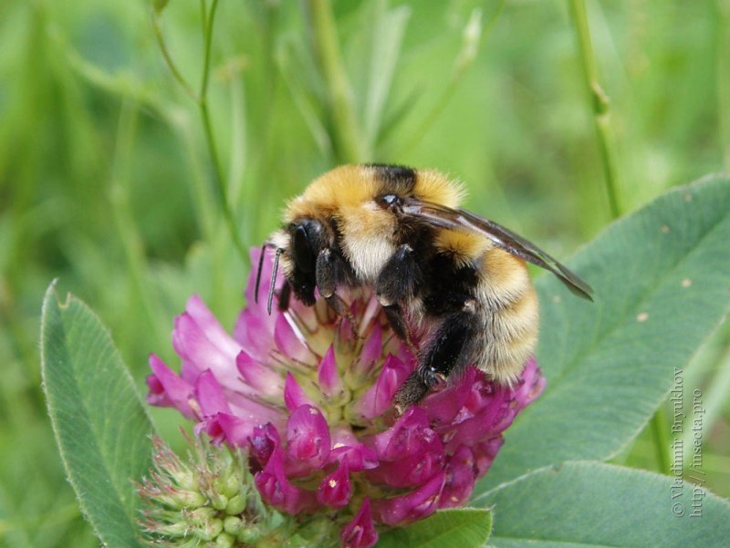 Bombus Bombus Шмель