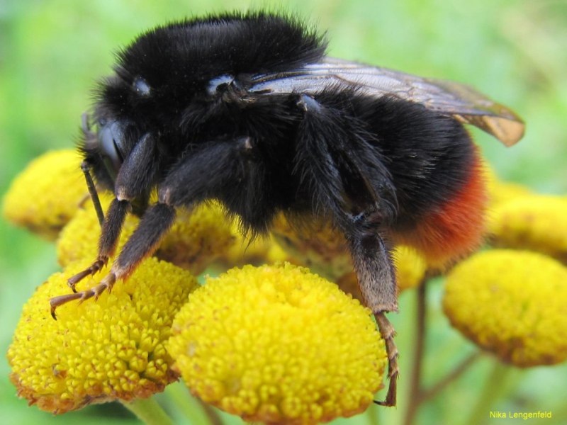 Bombus Шмель каменный