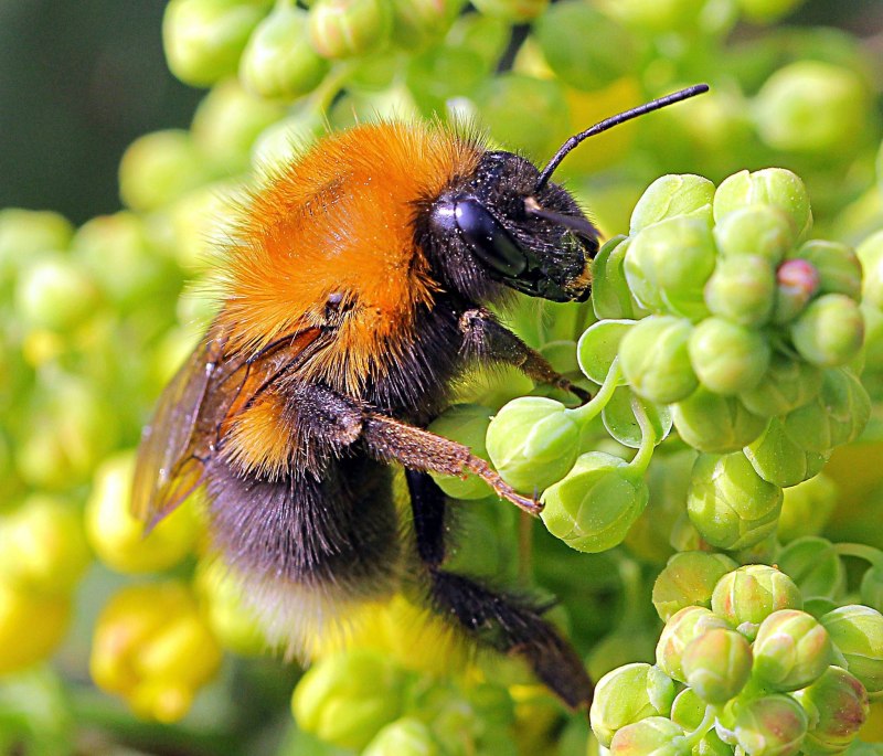 Шмель армянский - Bombus armeniacus