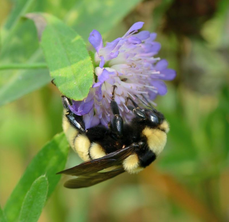 Bombus Bombus Шмель