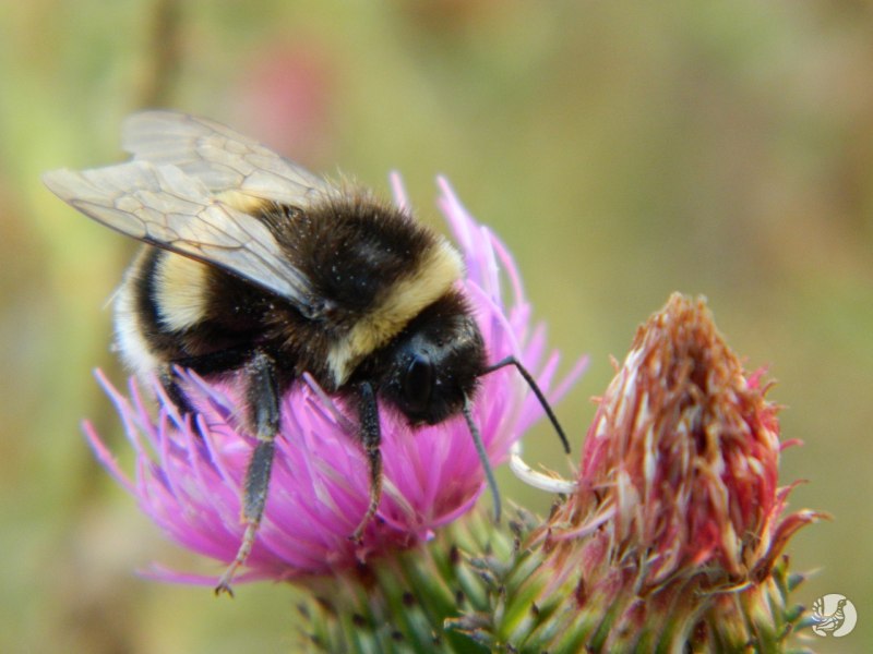 Степной Шмель Bombus fragrans