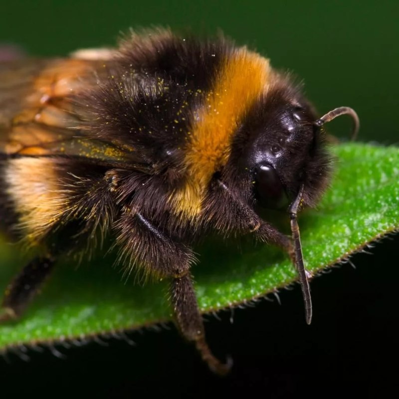 Шмель модестус — Bombus Modestus