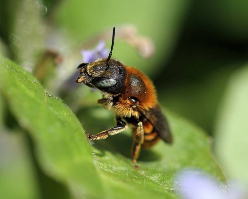 Шмель-отшельник Bombus Anachoreta
