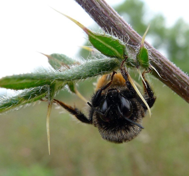 Шмель конфузус — Bombus confusus