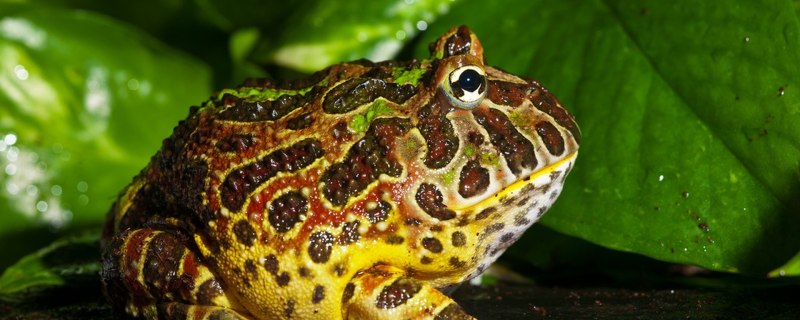 Рогатка ceratophrys Ornata