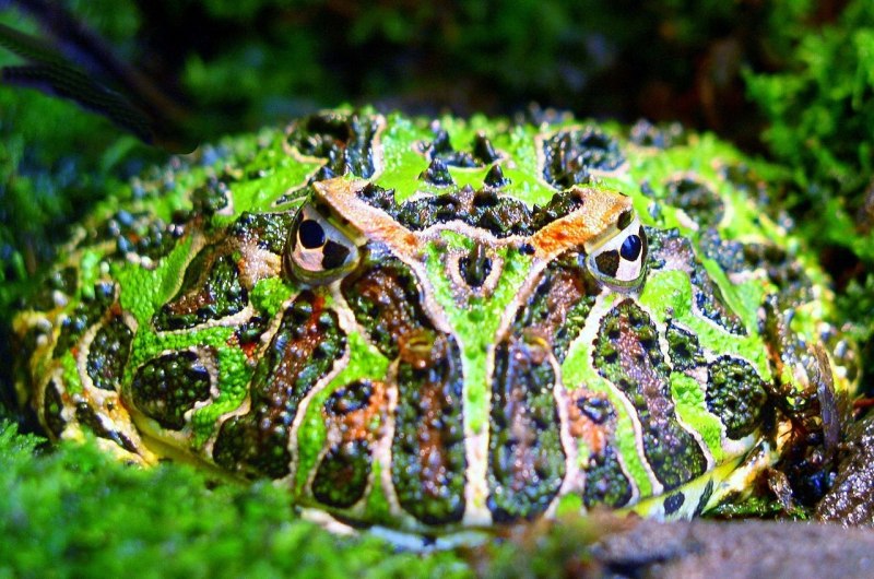 Рогатка ceratophrys Ornata