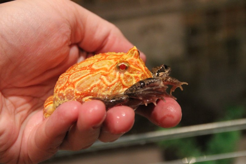 Рогатка Кранвелла ceratophrys cranwelli