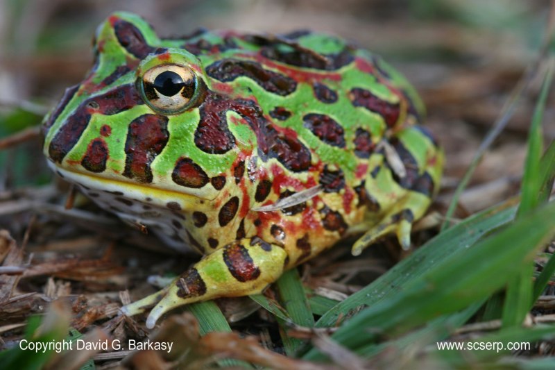 Рогатка ceratophrys Ornata